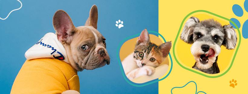 Four major trends in the future development of China's pet industry